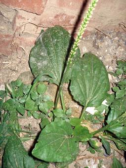 Πεντάνευρο (Plantago major)