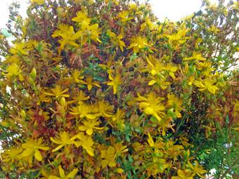 St John’s wort (Hypericum perforatum)