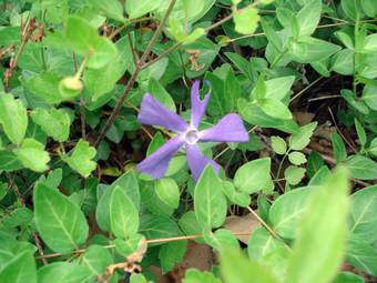  Periwinkle (Vinca minor)