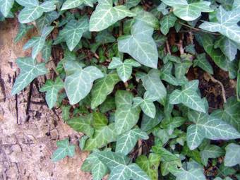 Ivy (Hedera helix)