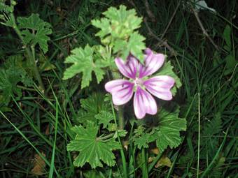 Mallow (Malva silvestris)