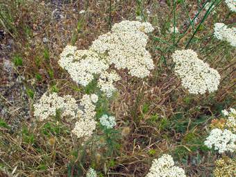 Yarrow (Axillea millefolium)