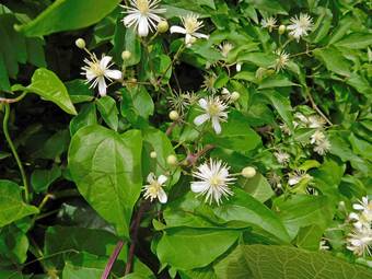 Κληματίδα ή αγράμπελη (Clematis vetalba)