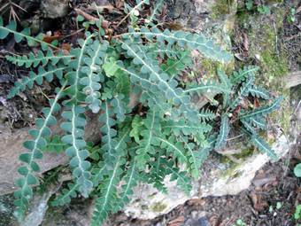 Skorpidi - in Greek (Ceterach officinarum)