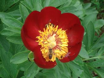 Παιώνια (Paeonia mascula)