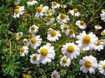 Chamomile (Marticarie chamomilla)