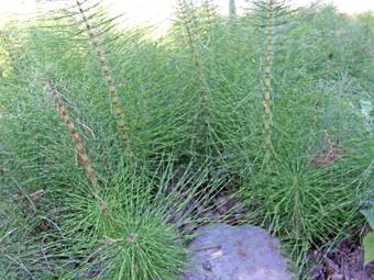 Horsetail (Equisetum arvense)