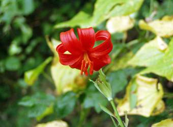 Lilies (Lilium chalcedonicum)