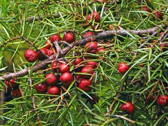 Κέδρος (Juniperus communis)