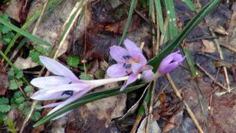 Colchicum (Colchicum automnuale)