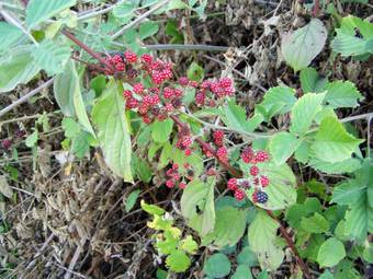 Βατομουριά (Rubus fructicosus)