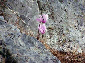 Κυκλάμινο (Cyclamen graecum)