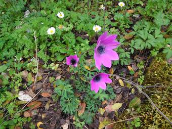 Anemone (Anemone pavonina)