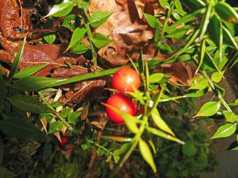 Rusk (Ruscus aculeatus)