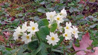 Πρίμουλα (Primula vulgaris)