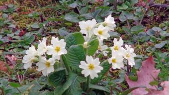 Primrose (Primula vulgaris)