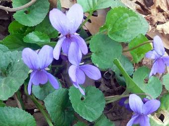 Violet (Viola odorata)