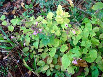 Μέντα (Mentha aquatica)