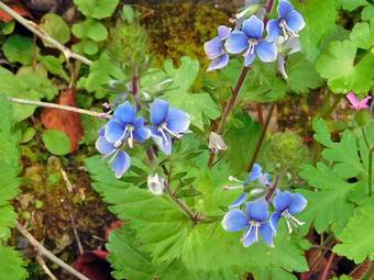 Βερόνικα (Veronica officinalis)