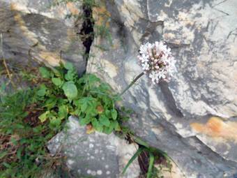Βαλεριάνα (Valeriana officinalis)