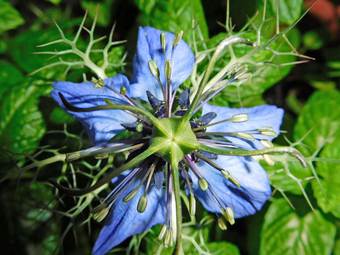 Nigella (Nigella damascene)