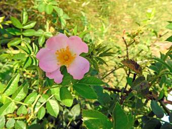 Αγριοτριανταφυλλιά (Rosa camina)