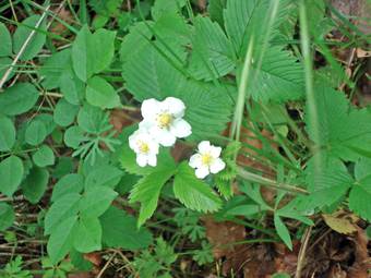 Wild strawberry (Fragaria verca)