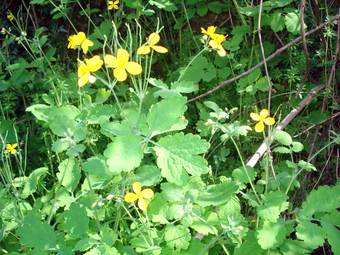 Celandine (Chelidonium majus)