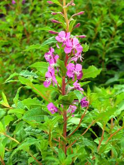 Επιλόβιο (Epilobium angustifolium)