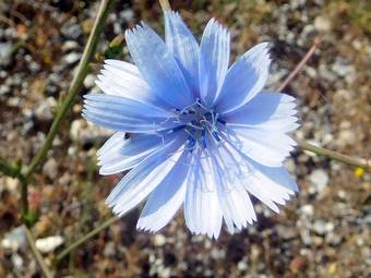 Κιχώριο (Cichorium intybus)