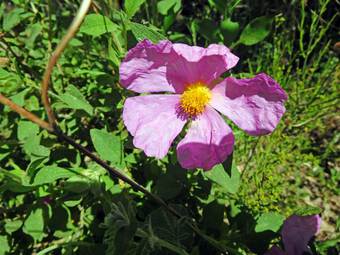 Rockrose (Cistus creticus)