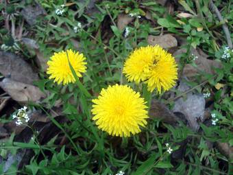 Ταραξάκο (Taraxacum officinalis)