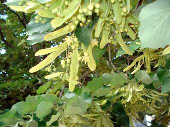 Φλαμούρι (Tilia platyphylla)