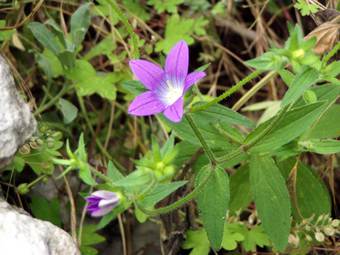 Campanula, Bluebell (Campanula spatulata)