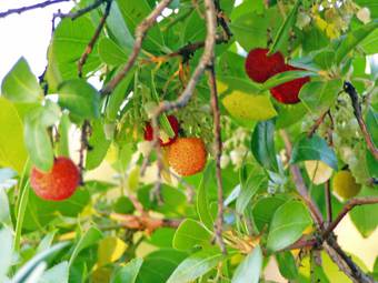 Arbutus, strawberry plant (Arbutus officinalis)