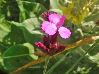 Wild carnation (Dianthus Cruentus)