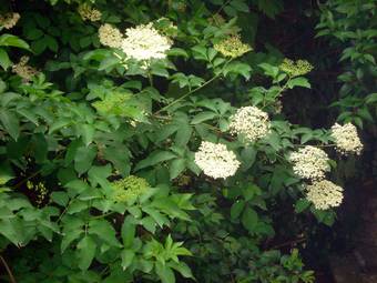 Sabucos (Sambucus nigra)