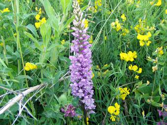 Salepi (Orchis)