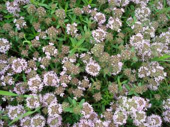 Thyme (Thymus vulgaris)