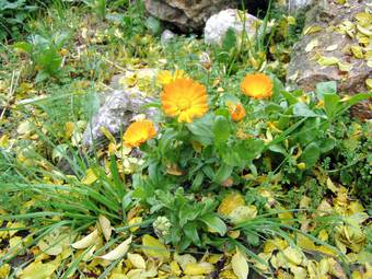 Calendula (Calendula officinalis)