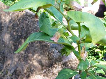 Μπελαντόνα (Atropa bellantona)